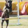 Agility